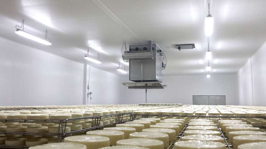 An ESJET-device hanging from the ceiling above a sea of ripening cheese wheels